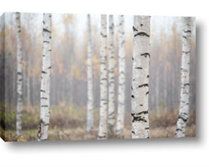 Image de Birch forest in fog II