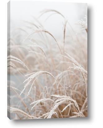 Image de Frosted pampas grass