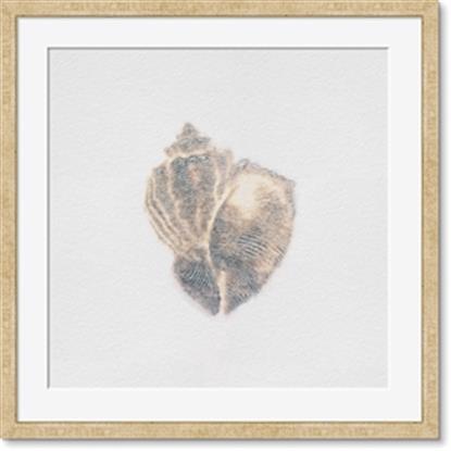 Image de Conch Shell