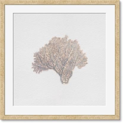 Image de Seashell 