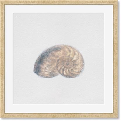 Image de nautilus shell
