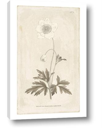 Image de Flower Sketch I