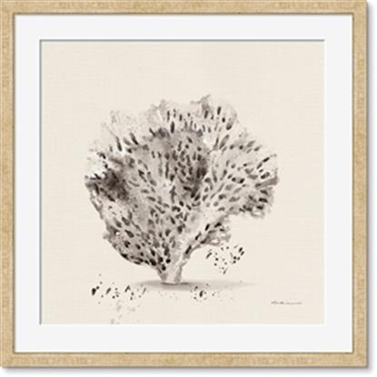 Image de Coral Sketch II