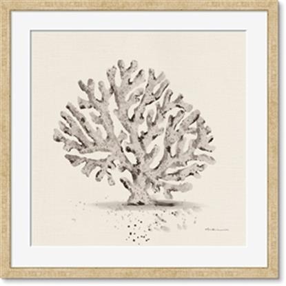 Image de Coral Sketch I