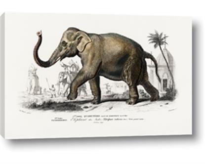 Image de Indian Elephant