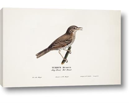 Image de Turdus