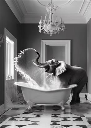 Picture of Joyful Elephant Bath Time