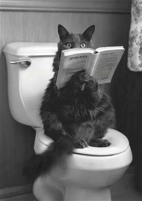 Picture of Kitty Cat Throne Room